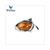 CLIGNOTEUR KYMCO PEOPLE 99-00  G.D. CE